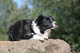 BORDER COLLIE 101